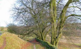 BS-Walk-Matlock-Aug19-1