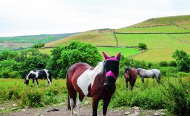 BS Walk Bretton Clough 1 Sep22