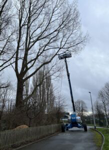 Tree specialists fined after worker falls from height
